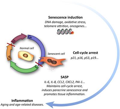 Vascular Senescence: A Potential Bridge Between Physiological Aging and Neurogenic Decline